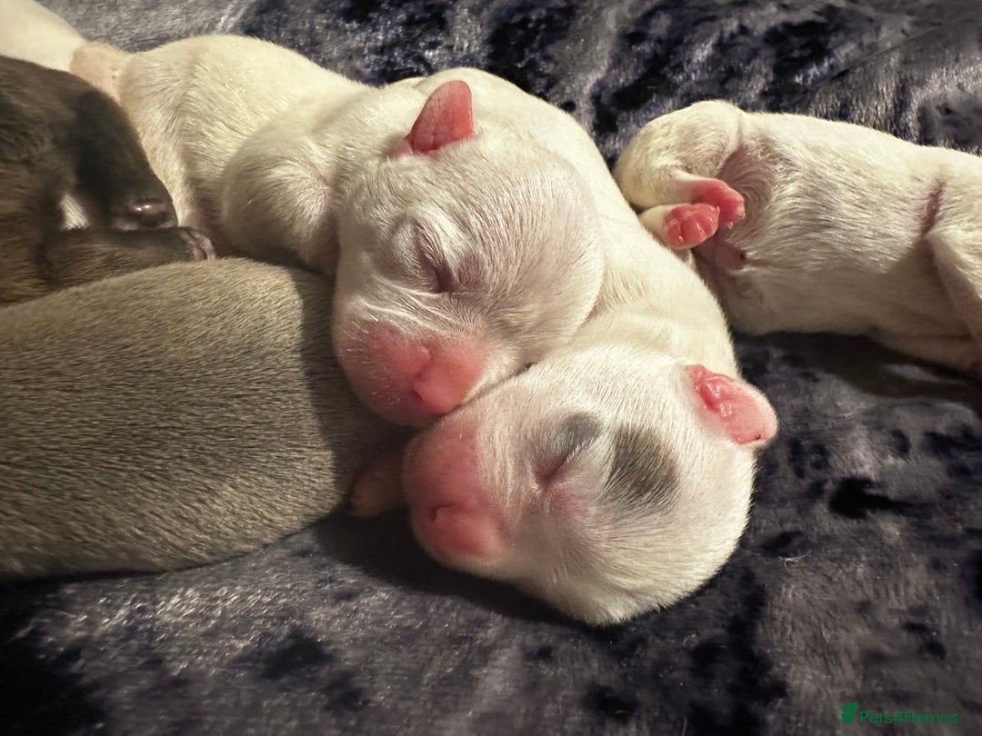 French Bulldog dogs for sale: French bulldog puppies - Image 15