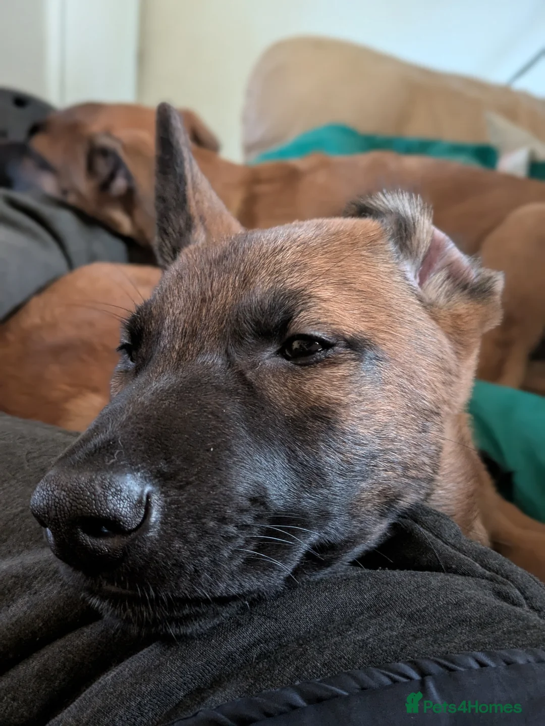 Belgian Shepherd Dog dogs for sale: Belgian Shepherd Puppies  - Advert 15