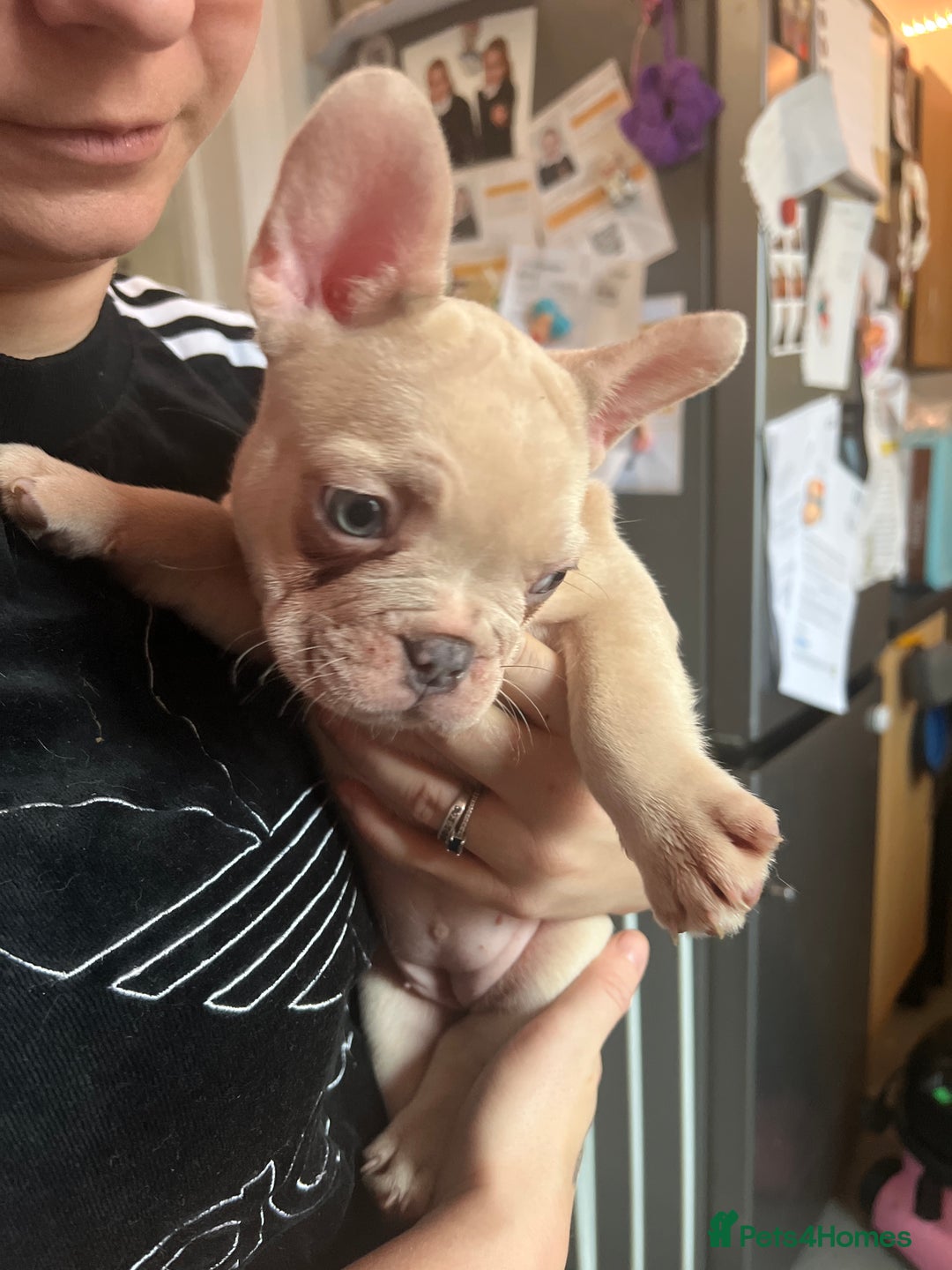 French Bulldog dogs for sale: Female French bulldogs  - Advert 3