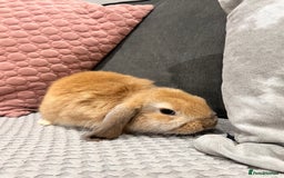 Mini Lop rabbits for sale: Beautiful mini lop rabbits for sale - Image 8