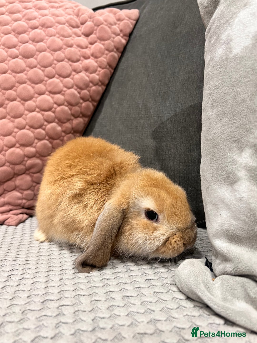 Mini Lop rabbits for sale: Beautiful mini lop rabbits for sale - Image 8