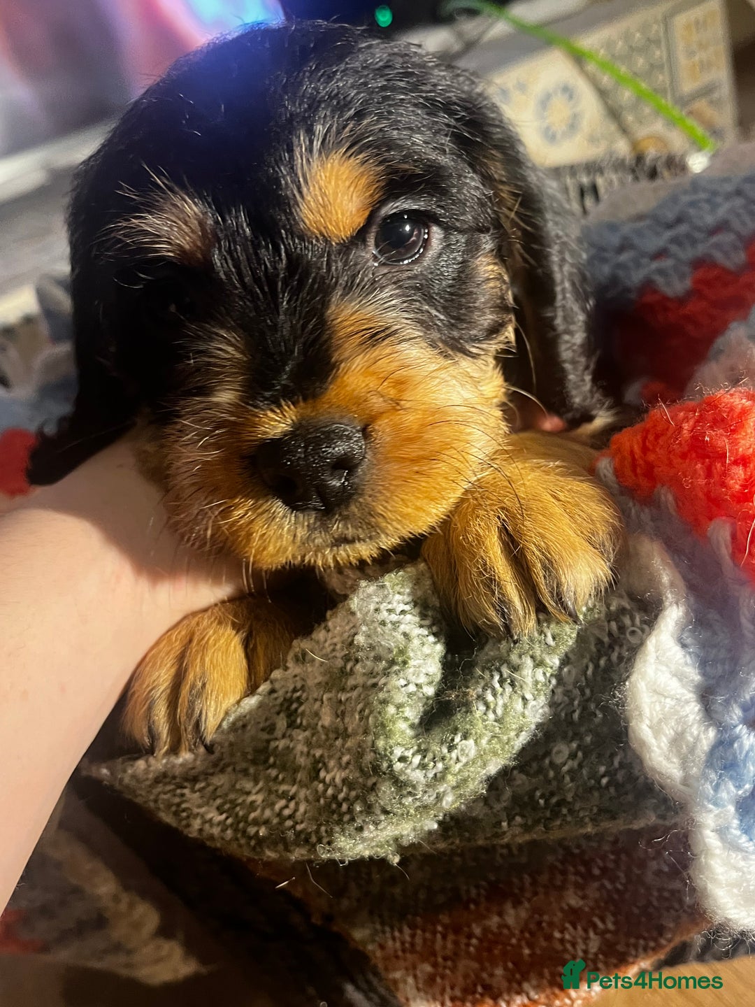 Mixed Breed dogs for sale: F2 cockapoo cross Spaniel cross  - Advert 3
