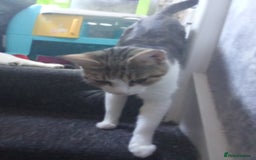 Mixed Breed cats for sale: Kittens for sale  - Image 22