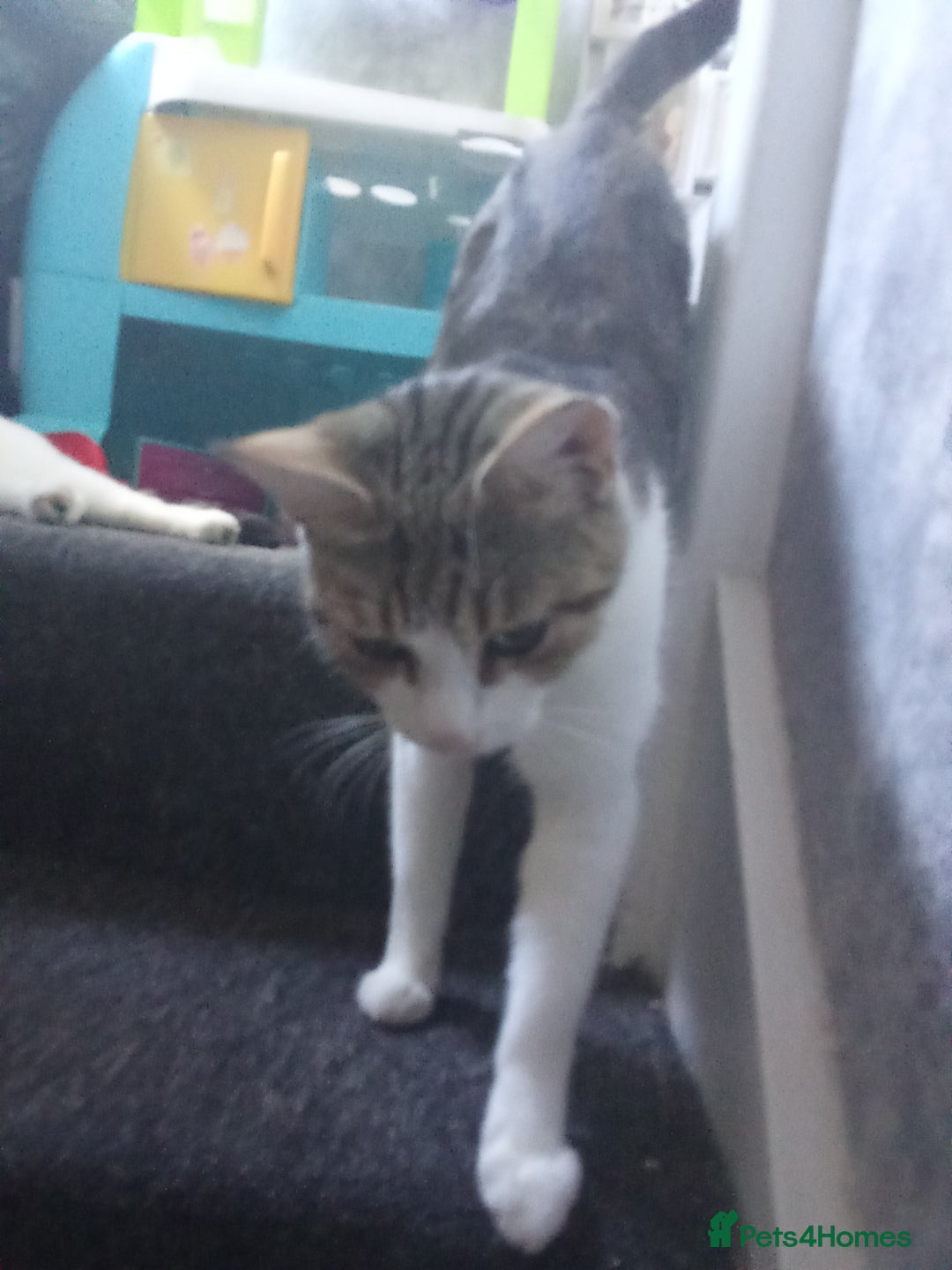 Mixed Breed cats for sale: Kittens for sale  - Image 22