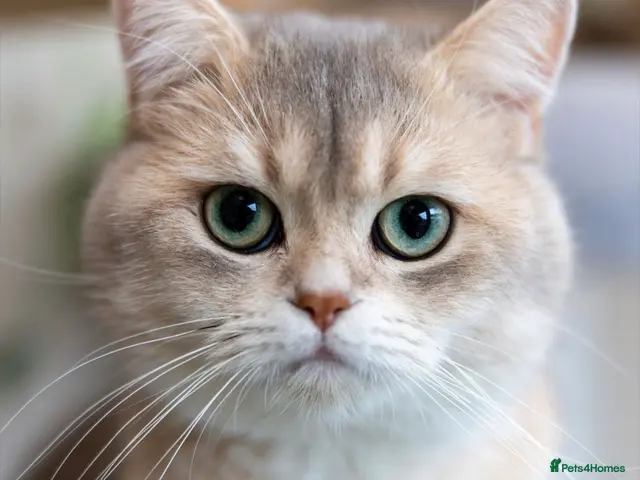 Scottish Fold cats for stud: TICA GOLDEN NAY11 STUD FROM CHAMPIONS 👑 - Advert 1