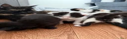 Mixed Breed cats for sale: Mixed Maine Coon kittens  - Advert 7
