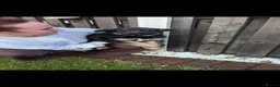 German Shepherd dogs for sale: Gorgeous German shepherd puppies  in Barnsley - Advert 8