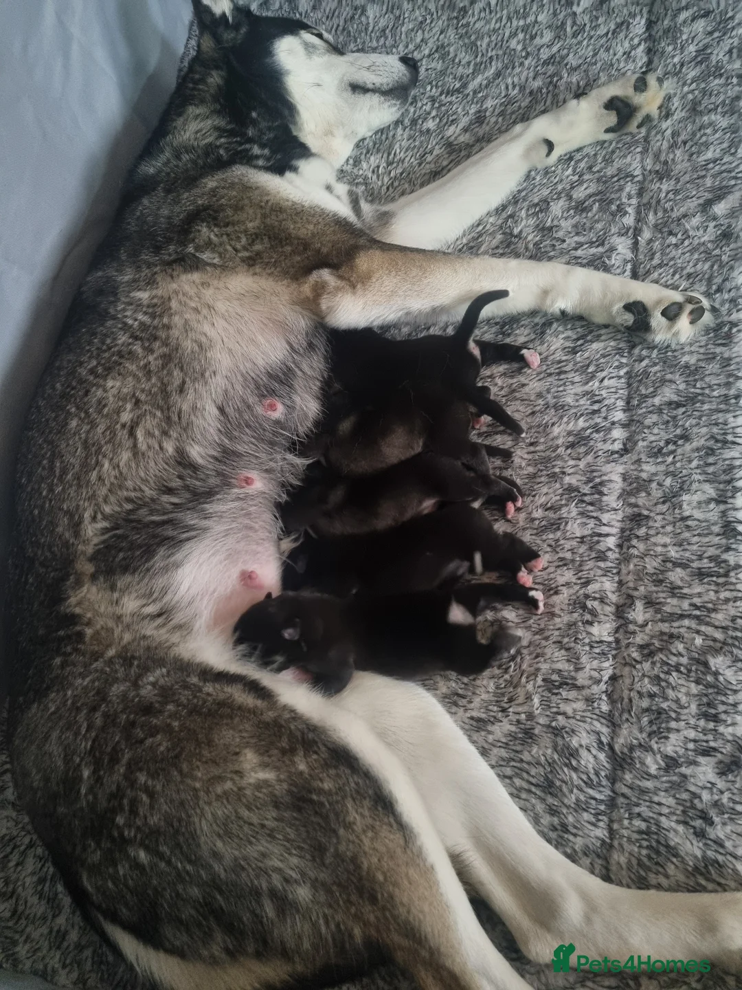 Siberian Husky dogs for sale: Siberian huskies - Advert 6