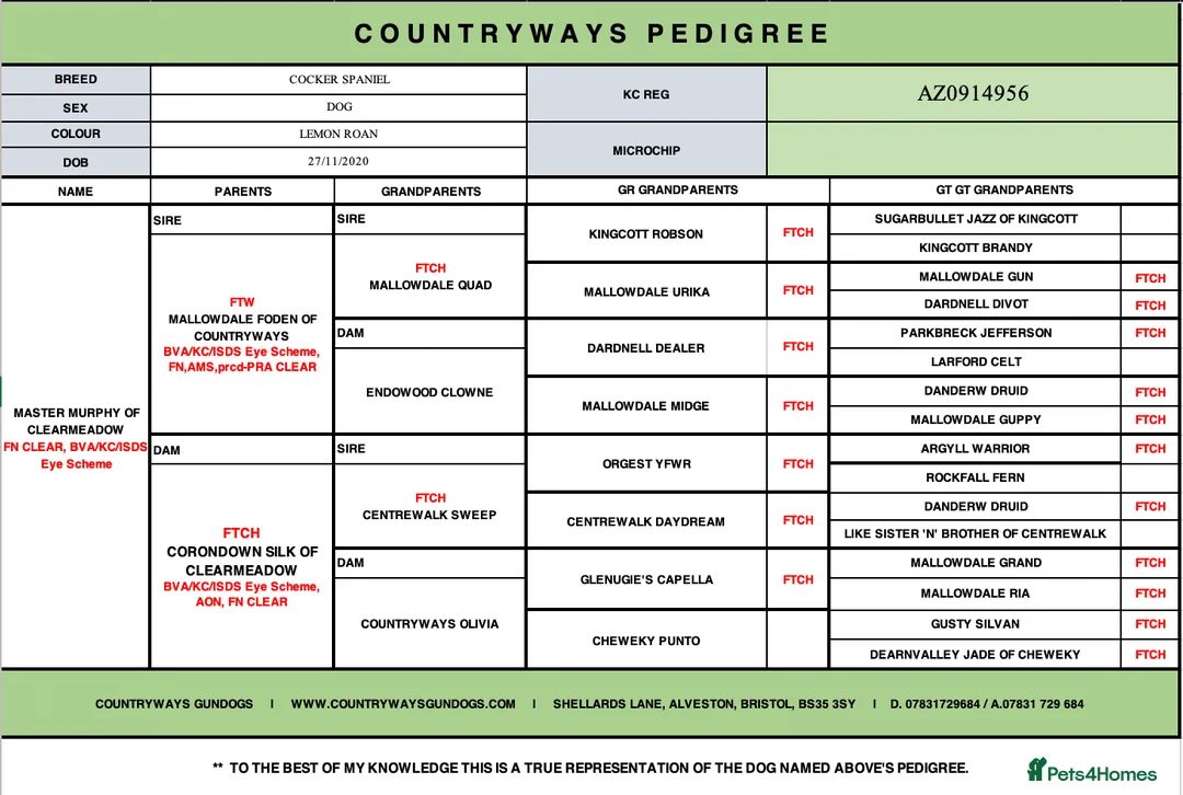 Cocker Spaniel dogs for stud: Master Murphy our Handsome Stud Boy,HEALTH TESTED in Bristol - Advert 5