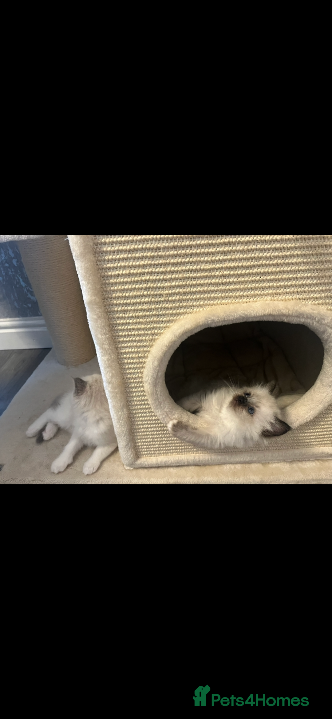 Ragdoll cats for sale: GCCF REGISTERED DNA TESTED PARENTS AND CLEAR  - Image 15