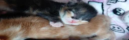 Mixed Breed cats for sale: Litter of 5 kittens for sale  - Advert 1