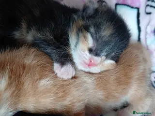 Mixed Breed cats Litter of 5 kittens for sale - Advert 4