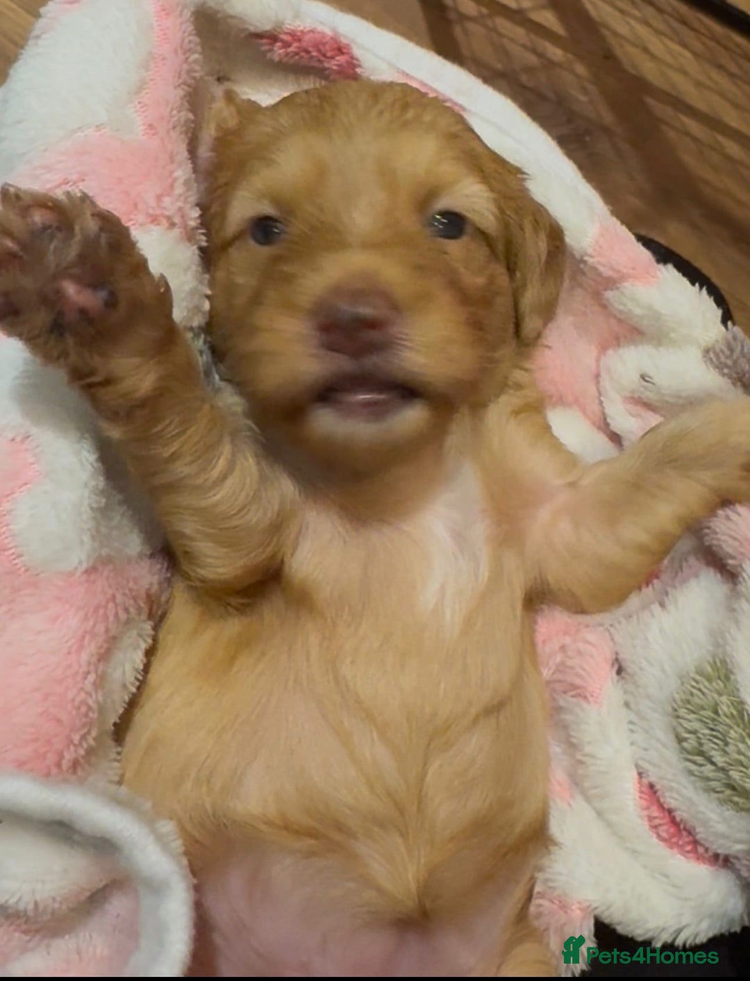 Cockapoo dogs for sale: Adorable F2 cockapoos - Advert 11