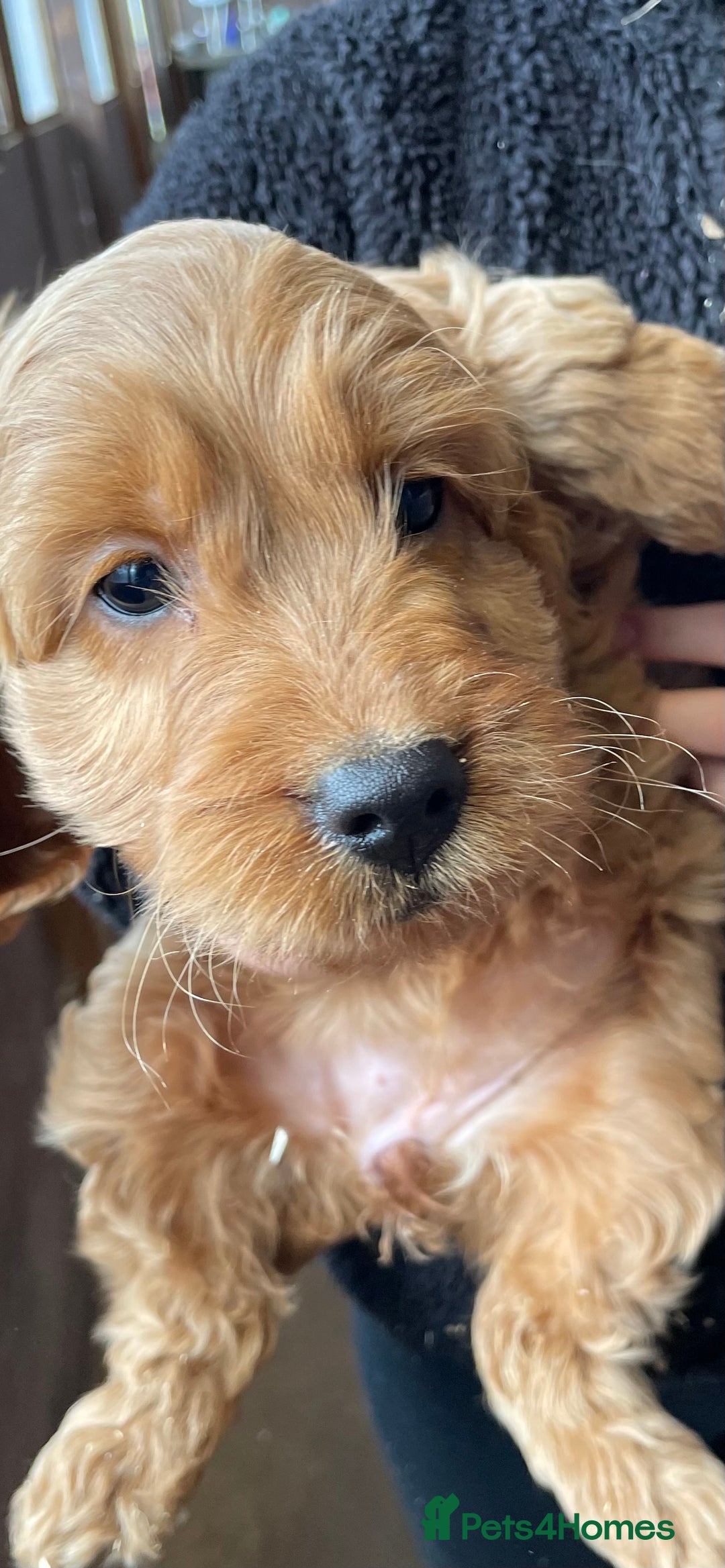 Cockapoo dogs for sale: Cockapoo Puppies - Image 5