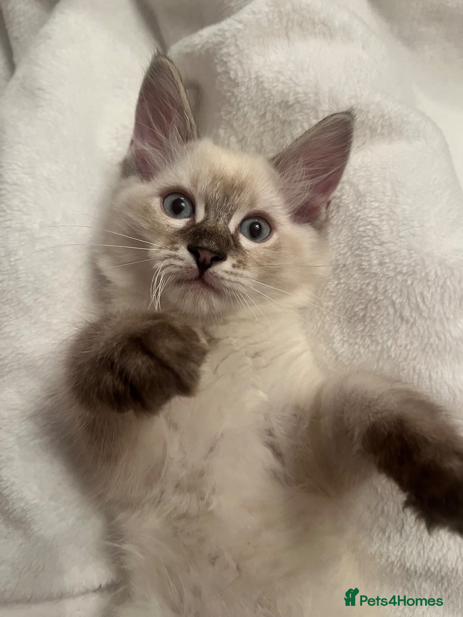Ragdoll cats Last 2 boys  READY TO LEAVE 😌 - Advert 1