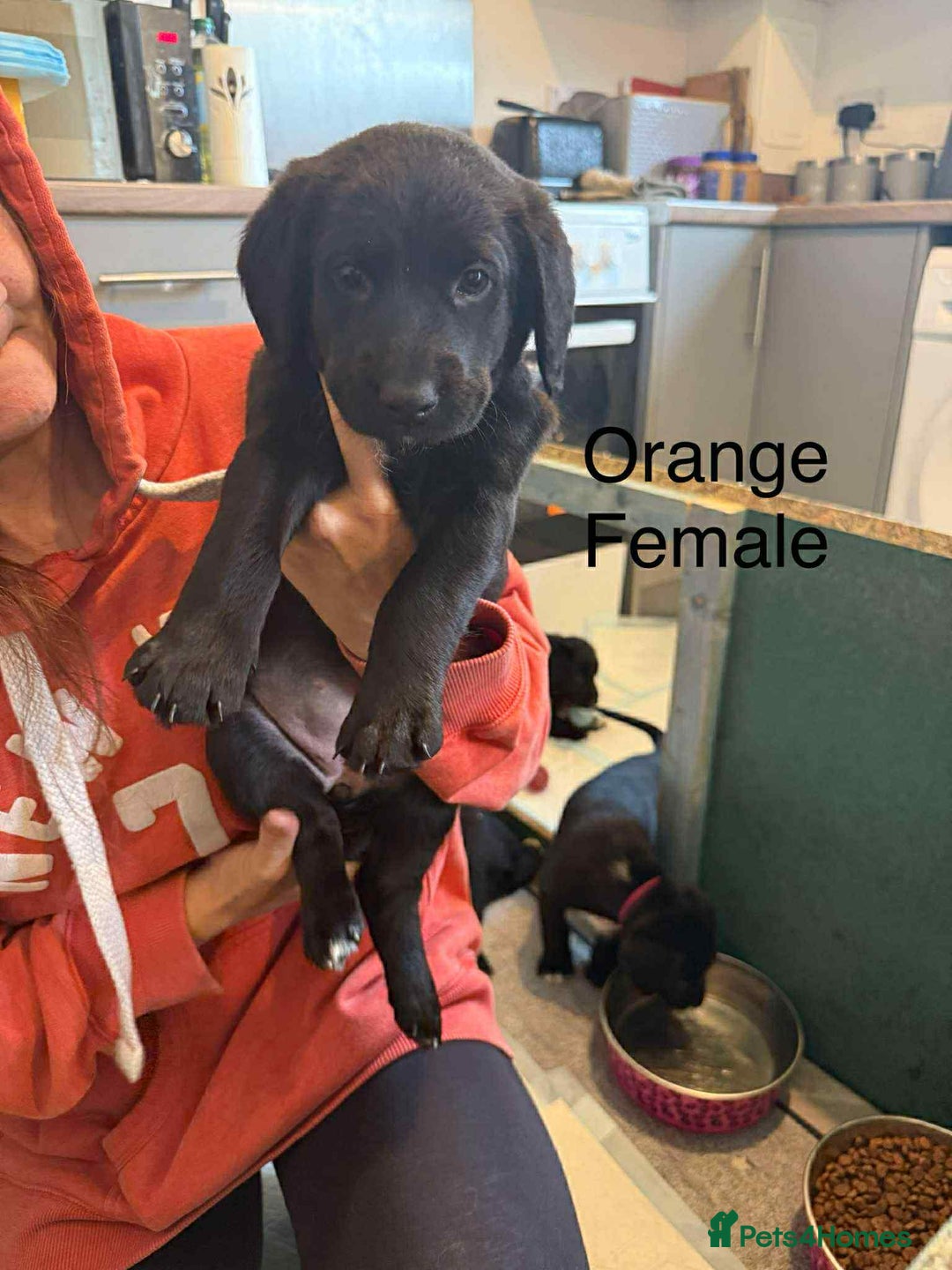 Mixed Breed dogs for sale: Springer Spaniels cross - Image 4