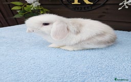 Mini Lop rabbits for sale: **Stunning Mini lop baby buck available** - Image 6