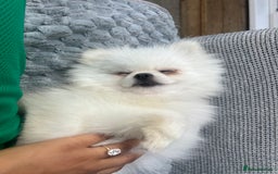 Pomeranian dogs for adoption: Cute Miso is looking for her forever lap 💖🐾 - Image 4