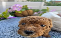 Toy Poodle dogs for sale: Adorable Toy Poodle Pups Looking for Forever Homes - Image 12