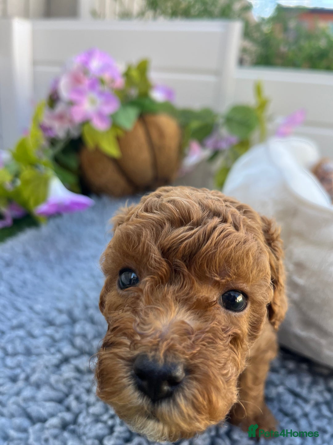 Toy Poodle dogs for sale: Adorable Toy Poodle Pups Looking for Forever Homes - Image 12