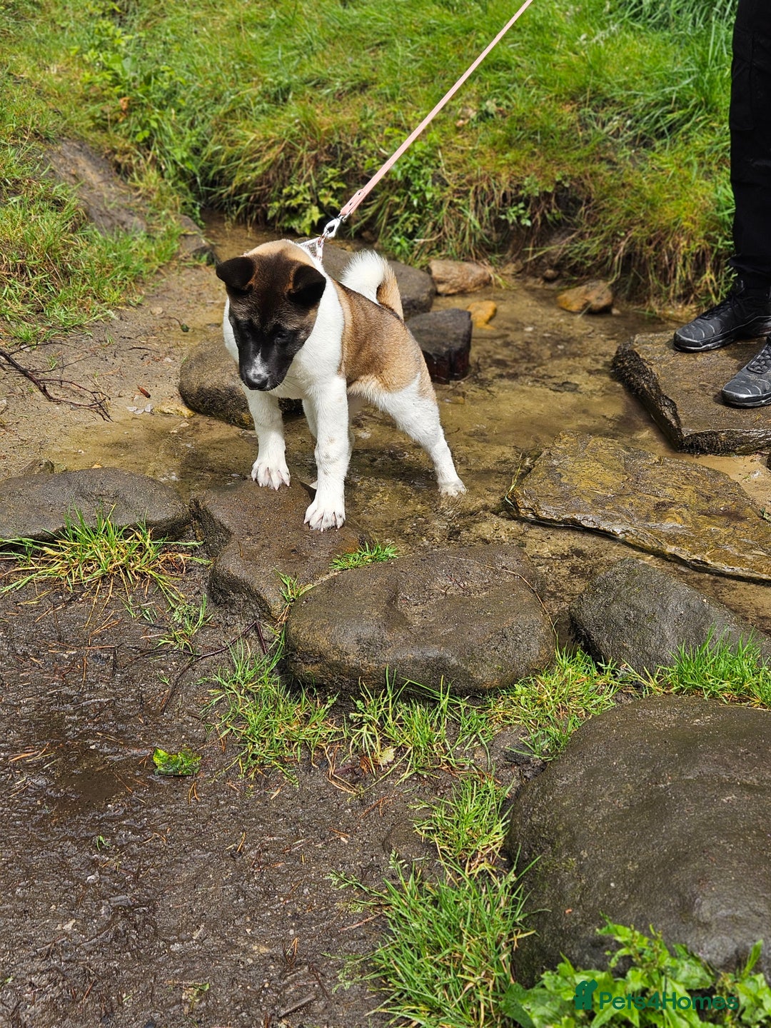 Akita dogs for sale: Athena - Image 2