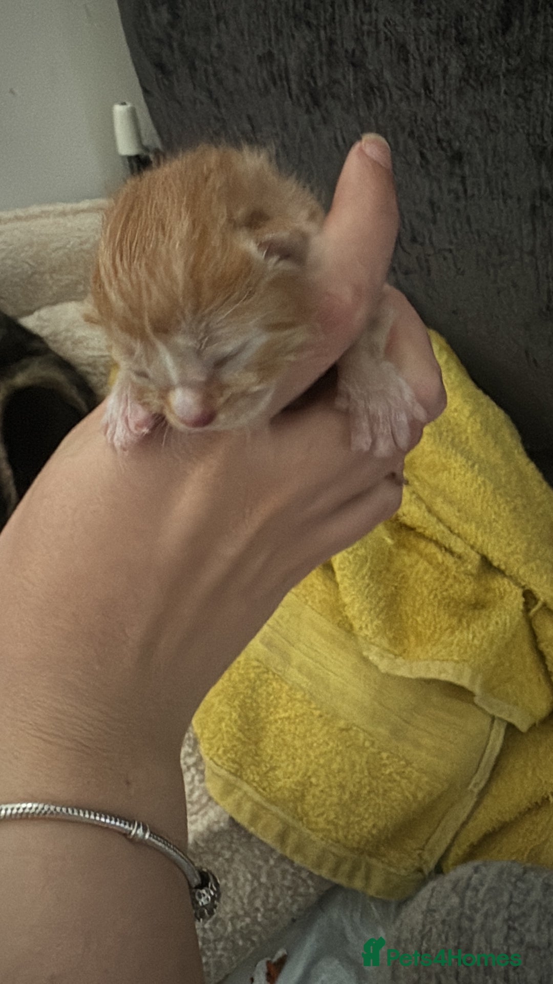 Mixed Breed cats for sale: 5 beautiful kittens  - Image 6