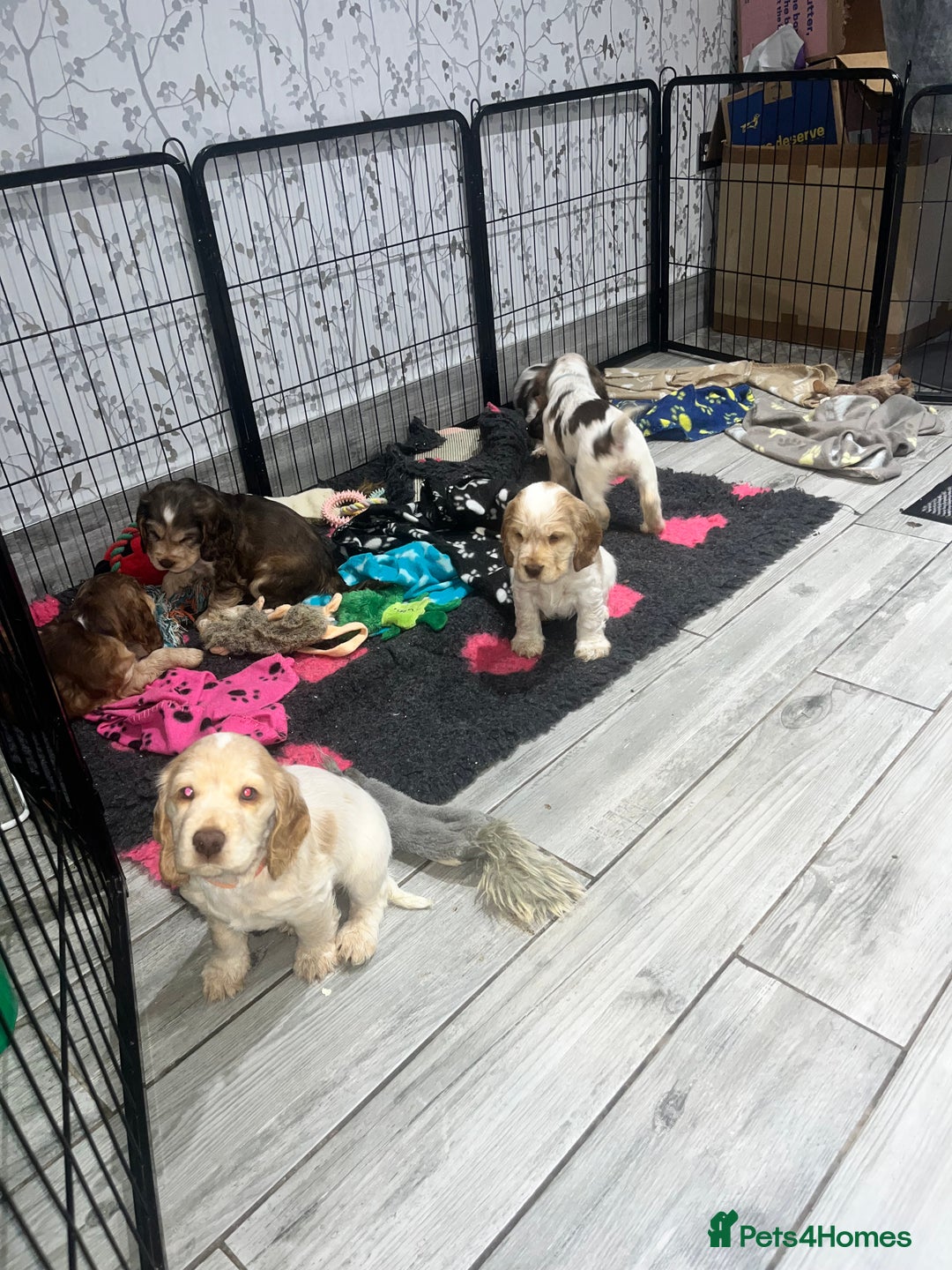 Cocker Spaniel dogs for sale: Cocker Spaniel Puppies - Advert 6