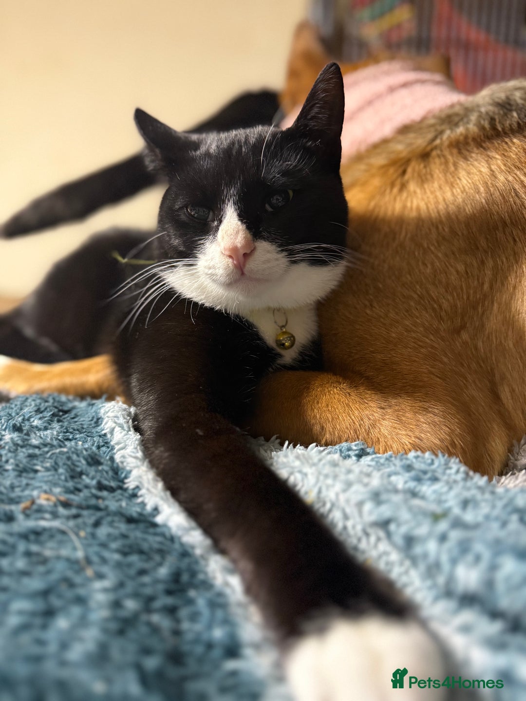 Mixed Breed cats for adoption: Lovely young cats looking for forever home  - Advert 16