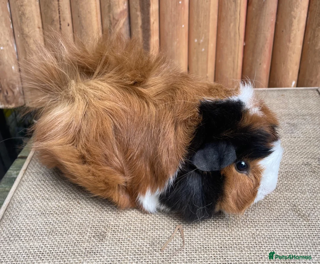 Guinea Pig rodents for sale: Gorgeous Funky Baby sow - Advert 4