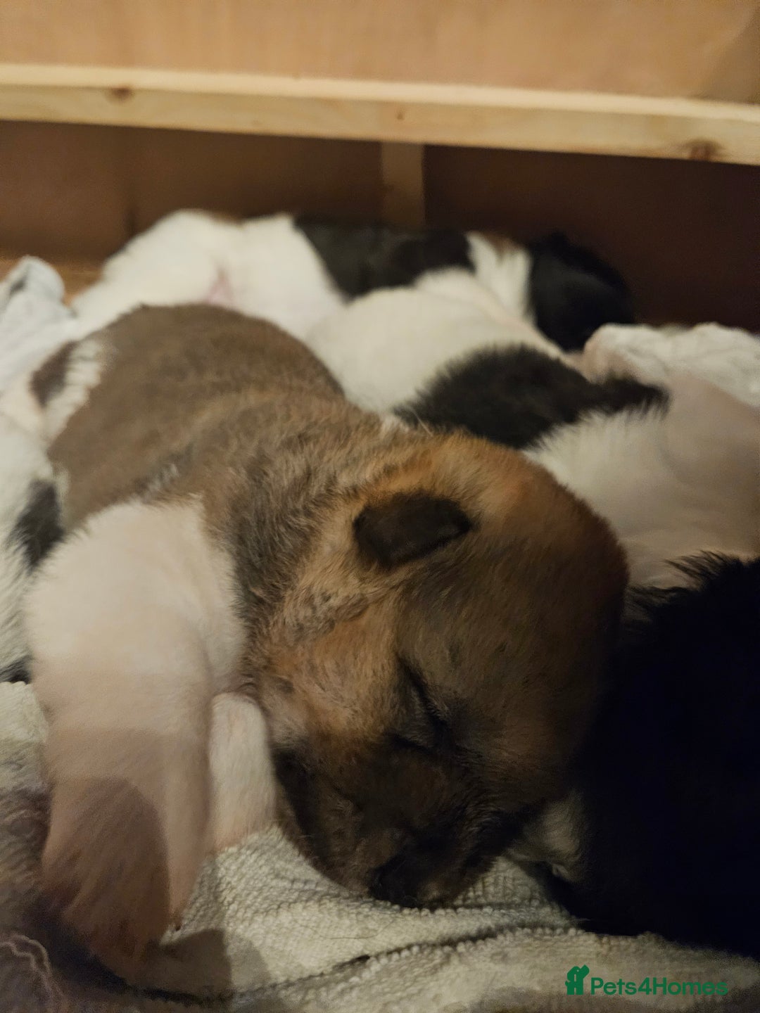 Akita dogs for sale: Beautiful Akita puppies - Image 6