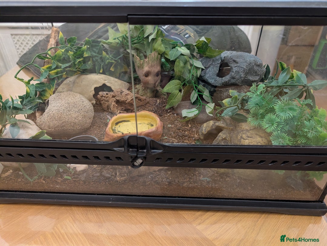 Gecko reptiles for sale: Gecko - Advert 11