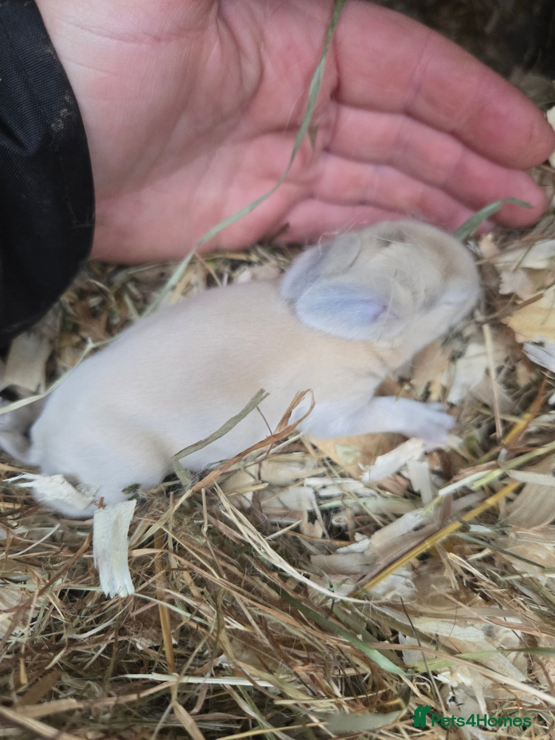Mini Lop rabbits for sale: Stunning mini lop bunnies ready to secure!!! - Advert 7