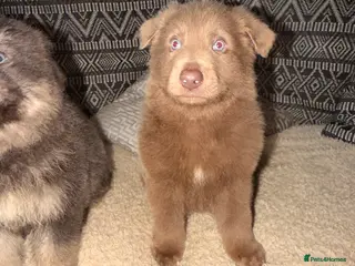 German Shepherd dogs ✨⭐️RARE German shepherd puppies⭐️✨ - Advert 2