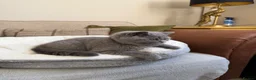 British Shorthair cats for sale: GCCF blue female now available... - Advert 12