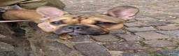 French Bulldog dogs for sale: 7-Month-Old Male French Bulldog - Advert 6