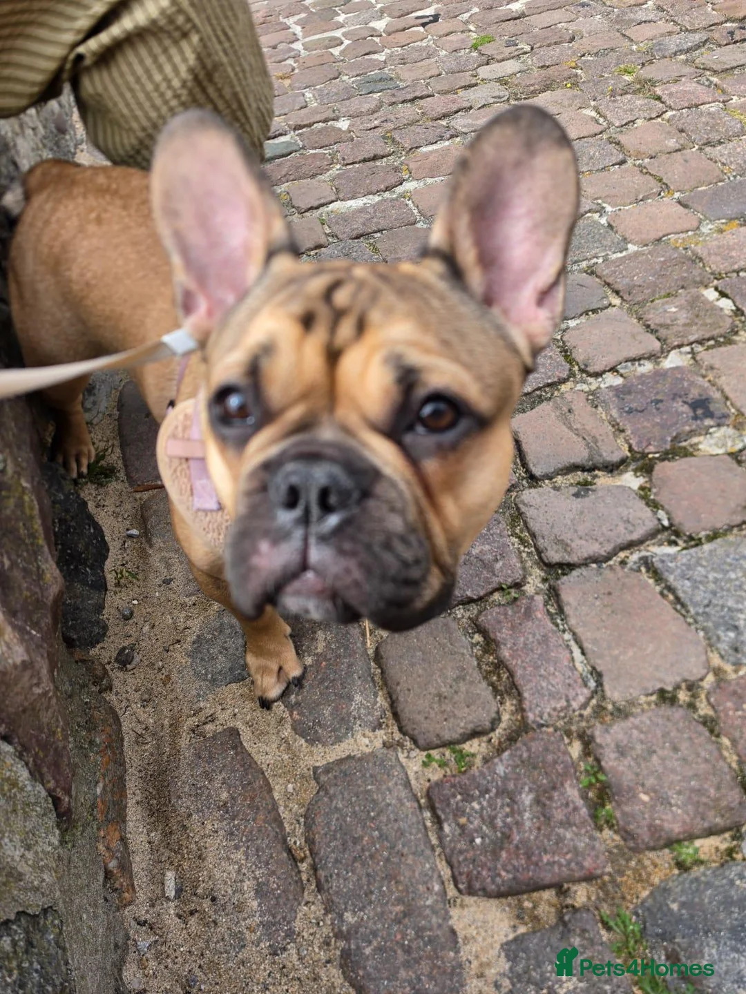 French Bulldog dogs for sale: 7-Month-Old Male French Bulldog - Advert 6