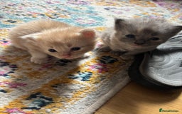 Mixed Breed cats for sale: Beautiful beige and grey kittens - Image 7
