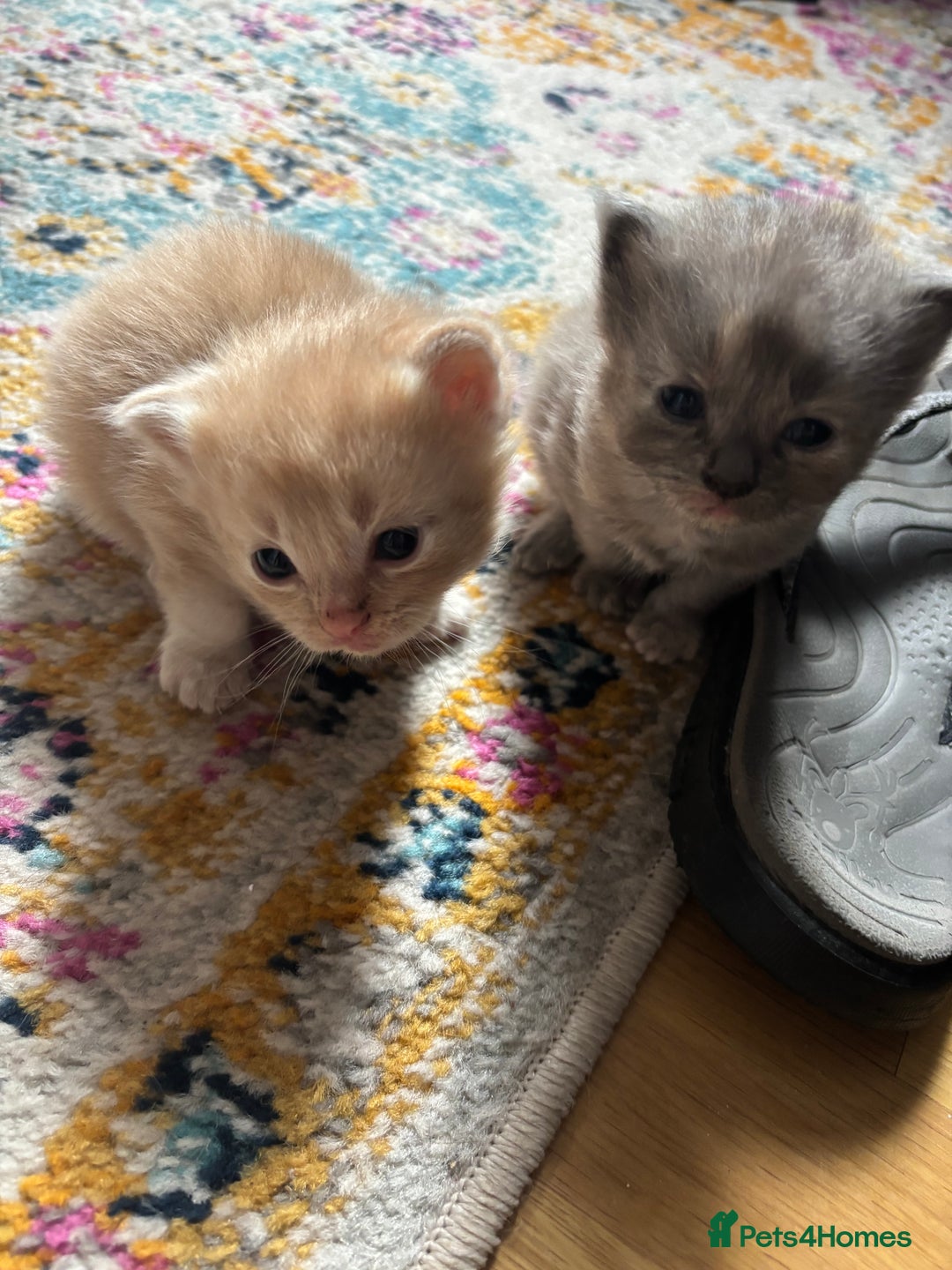 Mixed Breed cats for sale: Beautiful beige and grey kittens - Image 7