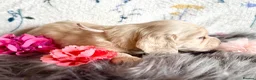 Miniature Dachshund dogs for sale: White/light cream tiny miniature dachshunds - Advert 15