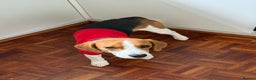 Beagle dogs for sale: Scooby-(Adoption Only, Not for Sale) - Advert 4