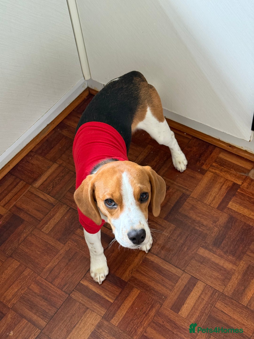Beagle dogs for sale: Scooby-(Adoption Only, Not for Sale) - Advert 4