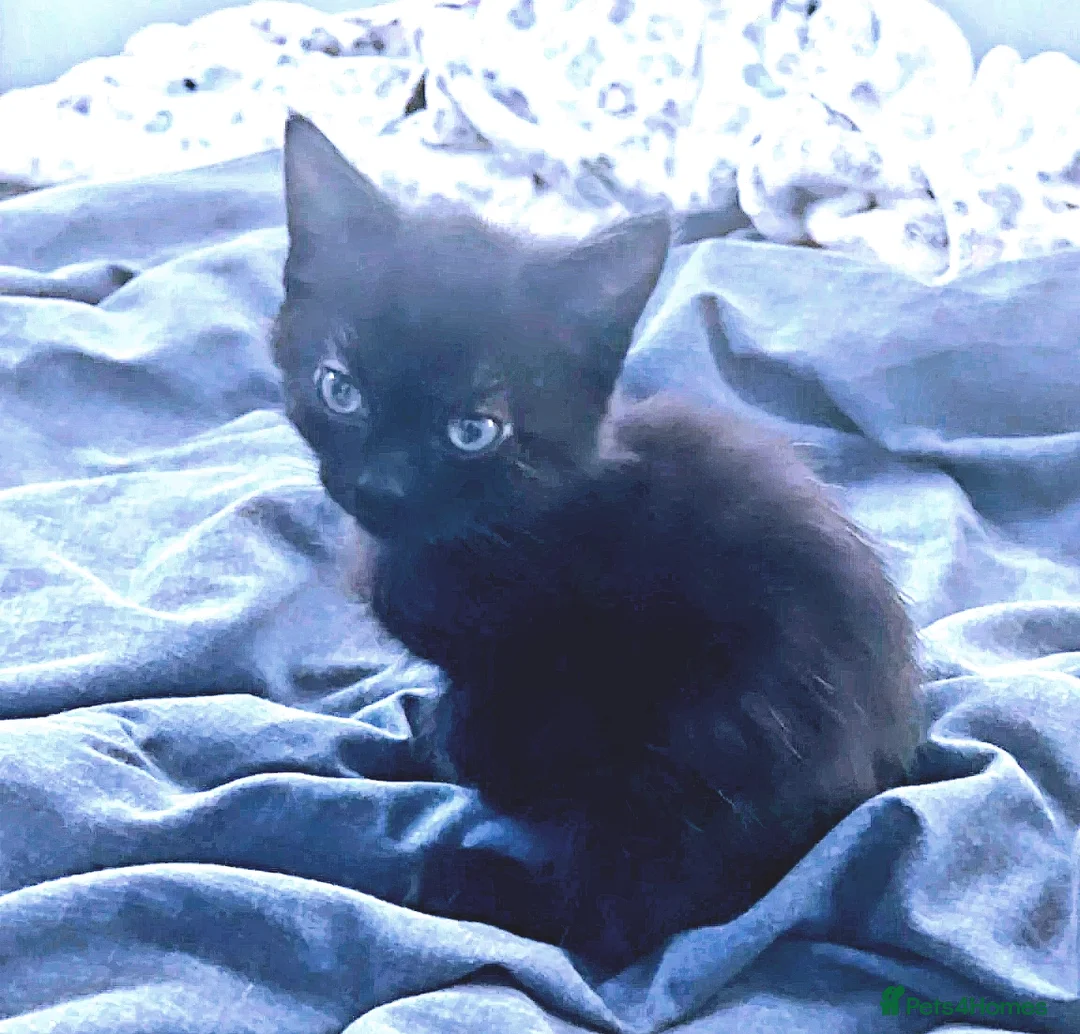 Mixed Breed cats for sale: Beautiful, Affectionate & Well-Socialised Kittens  - Advert 2