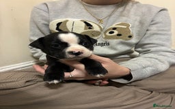 Mixed Breed dogs for sale: Staffordshire bull terrier  - Image 9