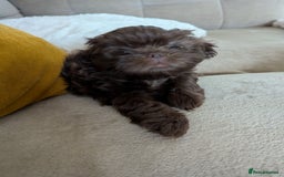Shih Tzu dogs for sale: Imperial Shitzus - Image 3