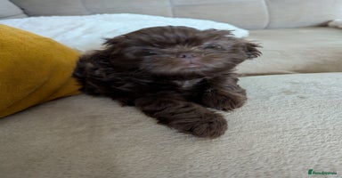 Shih Tzu dogs - Advert 13