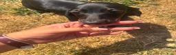 Miniature Dachshund dogs for sale: Miniature dachshund puppies  - Advert 8