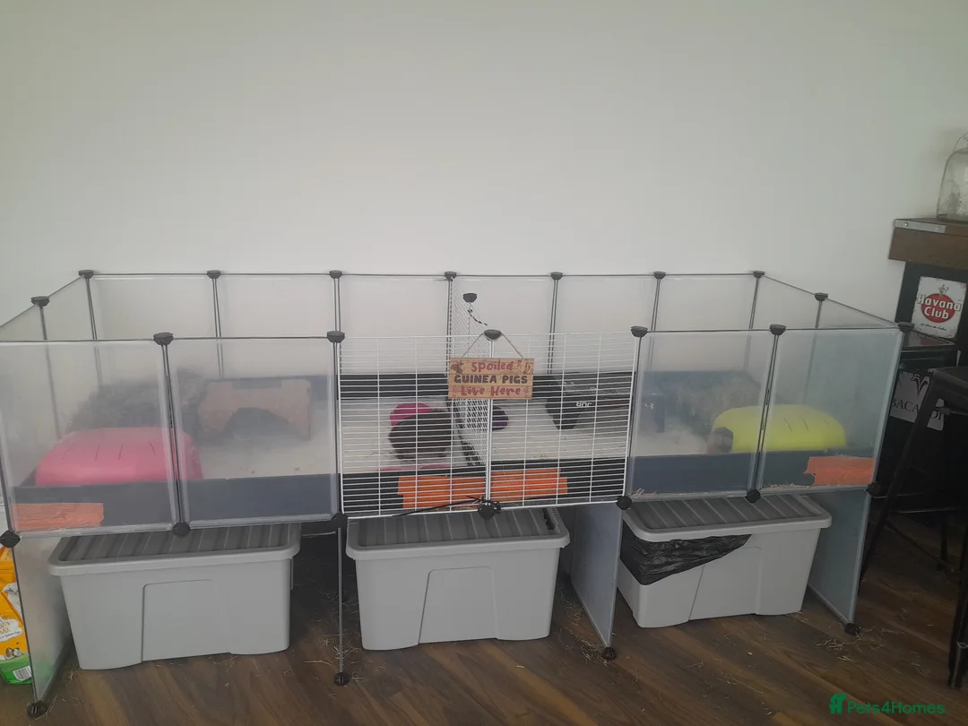 Guinea Pig rodents for sale: One female and one neutered male guinea pig - Advert 1