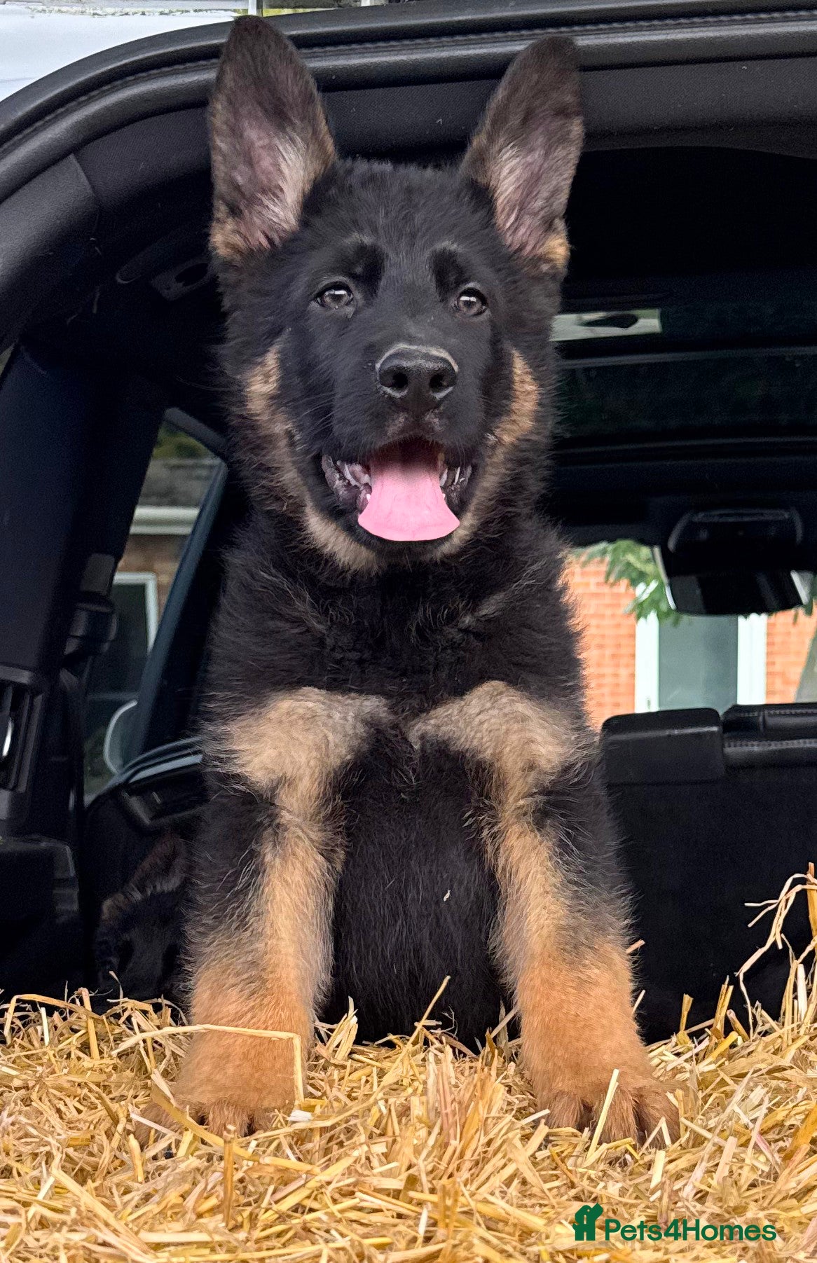 German Shepherd dogs Outstanding KC German Shepherd puppies - Advert 2