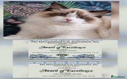 Ragdoll cats for sale: 🌸Stunning TICA🏆Kittens | Award winning cattery🌸 in Slough - Image 7