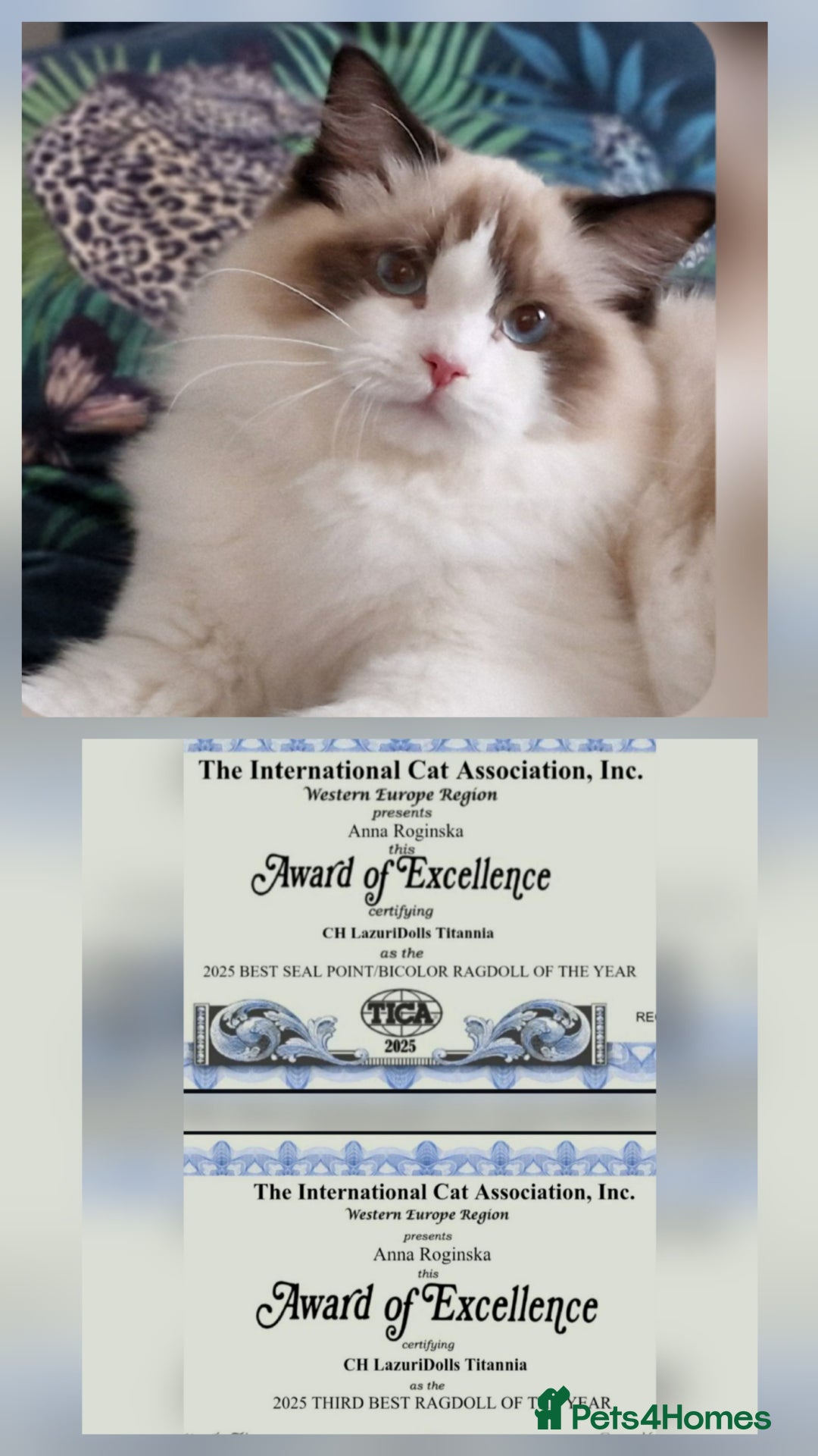 Ragdoll cats for sale: 🌸Stunning TICA🏆Kittens | Award winning cattery🌸 in Slough - Image 7